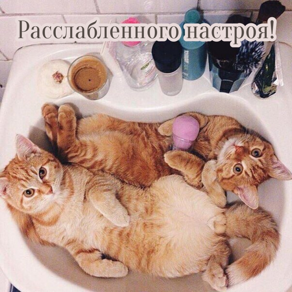 Котик в ванне. Котик в ванной. Кошка Ван. Кошка в ванне.