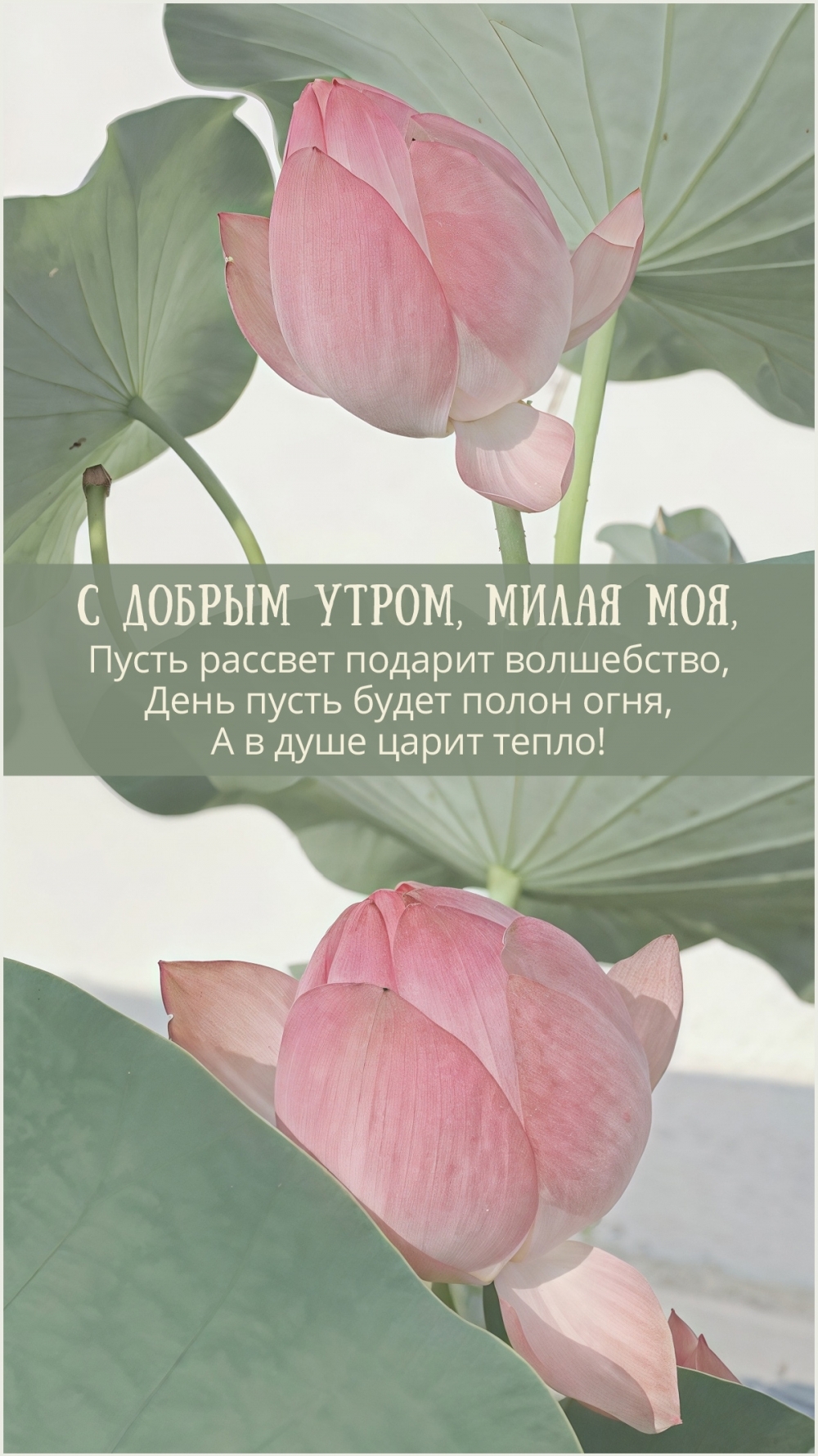 � ������ �����, ����� ���