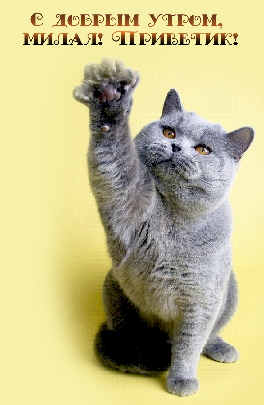 � ������ �����, �����! ��������!