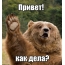 Привет, как дела? от медведя