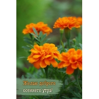 Добрейшего утра осени!