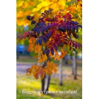 ��������� ������ ������� �������