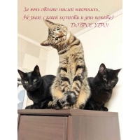 За ночь столько мыслей накопилось...